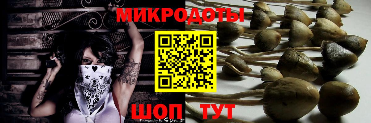 Галлюциногенные грибы Psilocybine cubensis Южноуральск